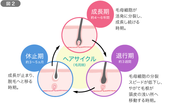 亀戸にある鍼灸サロンやなけんの薄毛、抜け毛、AGA、FAGAを改善する育毛鍼
