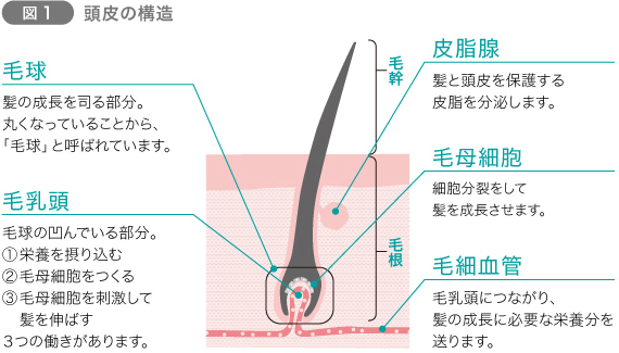 亀戸にある鍼灸サロンやなけんの育毛鍼メニューの毛髪の画像