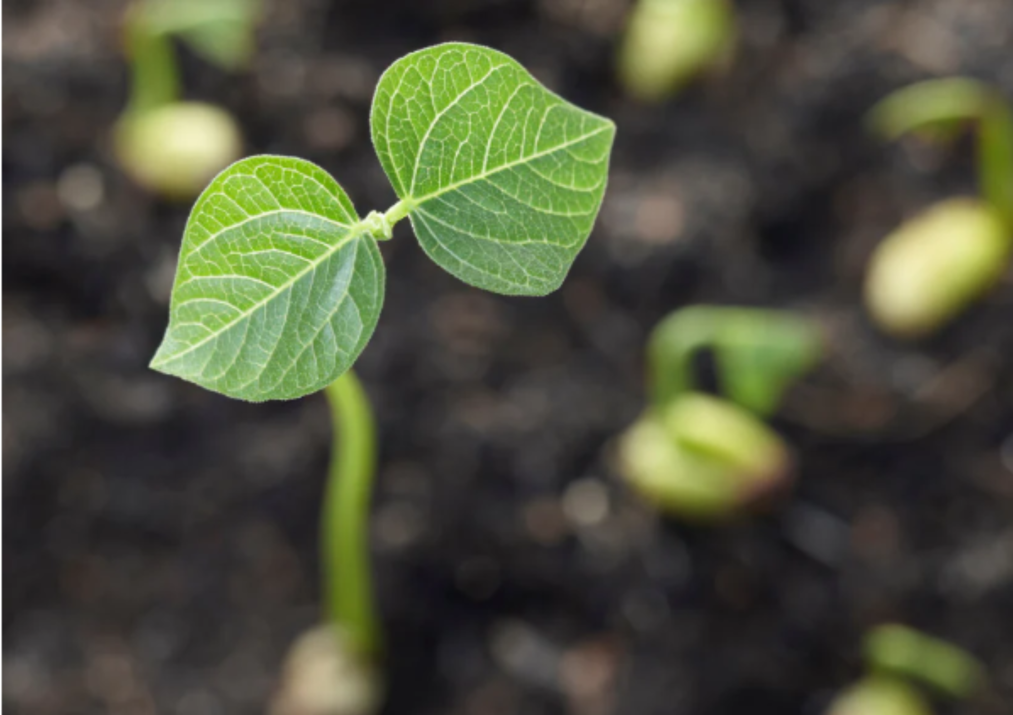 美容鍼は質の良い肌を育てるための土壌を育てる