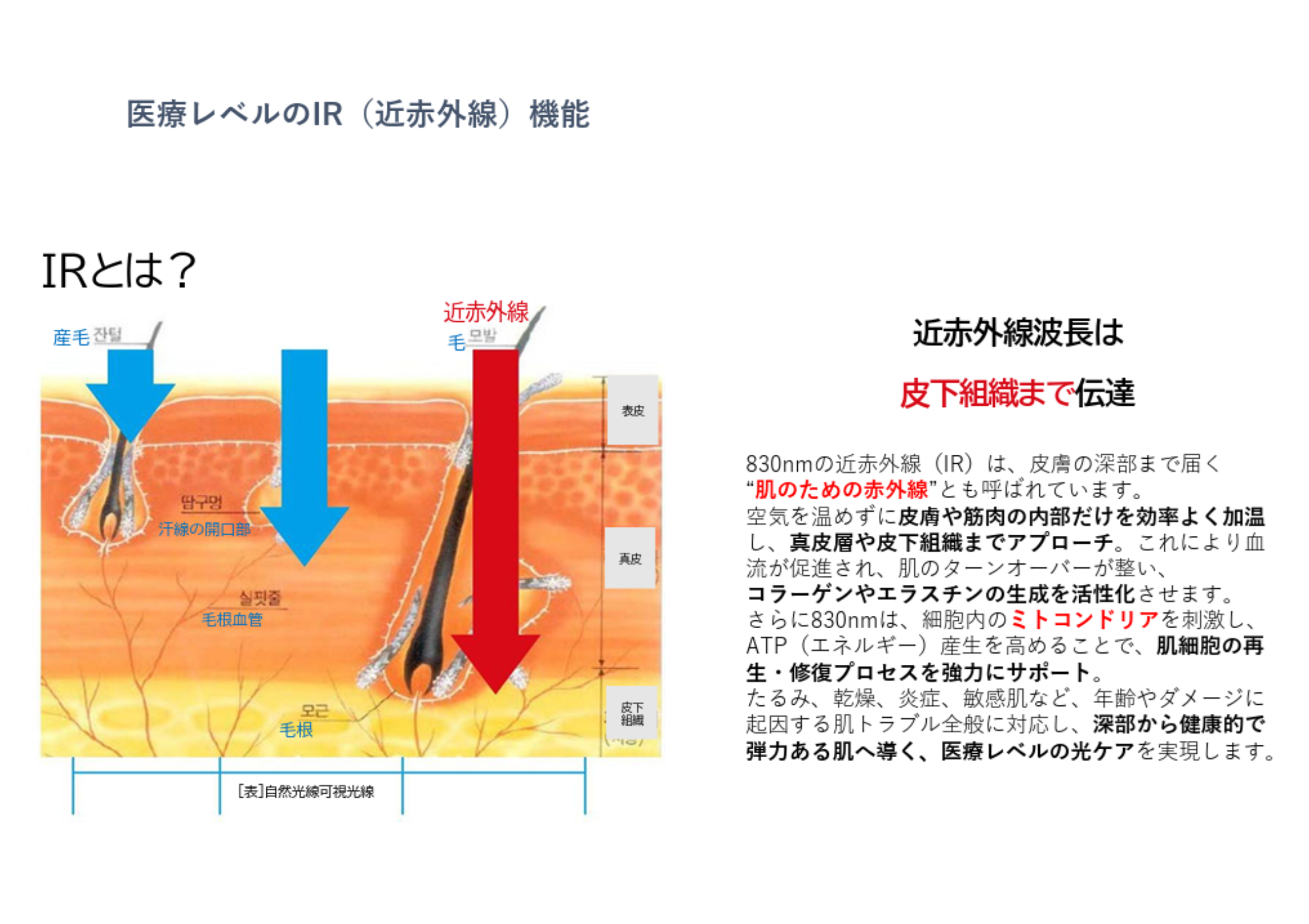 IR(近赤外線)は皮下組織まで到達する