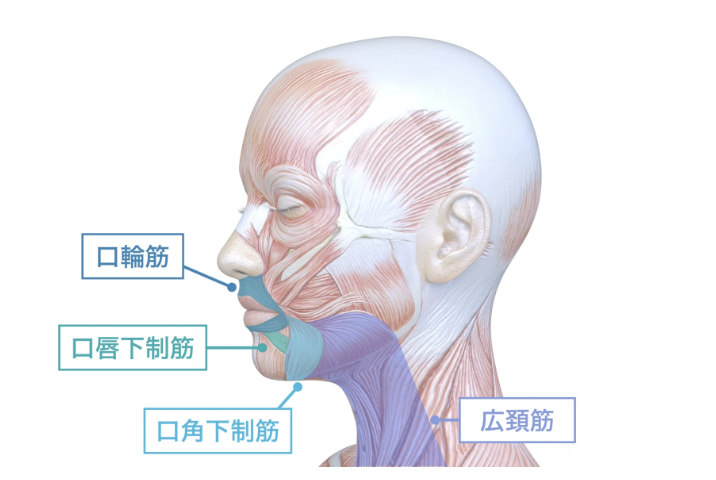 顔下半分は緩める
