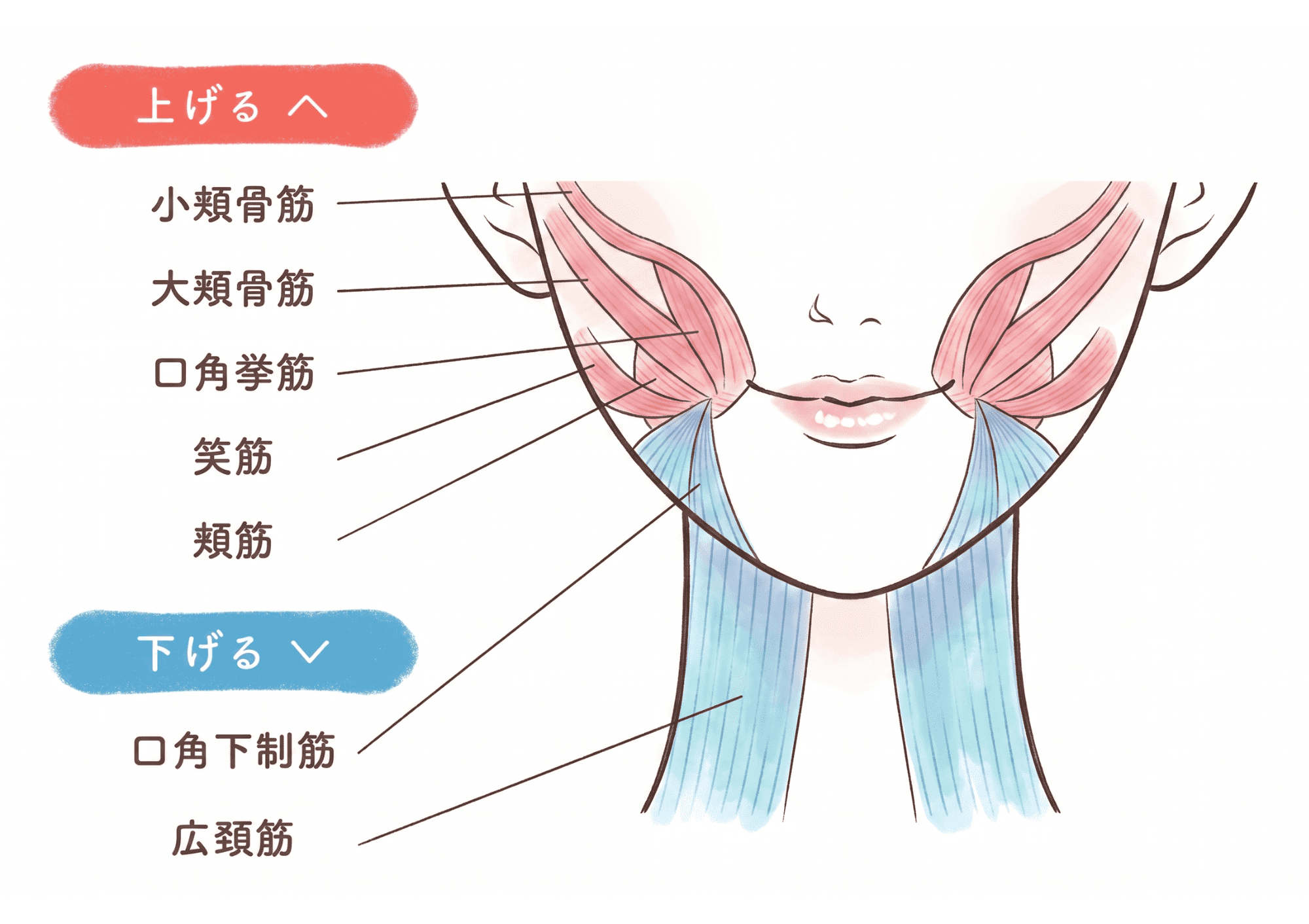 たるみ・ほうれい線の原因